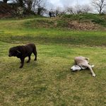Molly and Pepper - @springadorandlurcher - Instagram