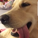 Molly and Pepper - @molly_pepper_johnson - Instagram
