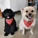 Molly and Pepper - @molly.pepper - Instagram