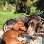 Molly, Florence and Pepper - @mollyflorenceandpepper - Instagram