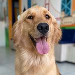 Molly Pepper 🧡 - @molly_pepper_dog - Instagram