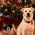Pepper & Molly - @mollypepper.adventures - Instagram