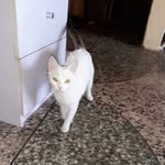 Molly Perkins - @mollythecat_2019 - Instagram