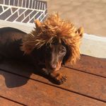 Molly Pickett - @molly_the_sausage_ - Instagram