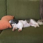 Molly Pope - @cutestdoggoever - Instagram