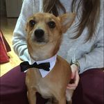 Molly Pratt - @mp_petlove - Instagram