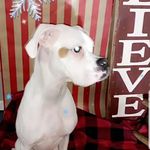 Molly Nicole Raines - @molly_the_boxer25 - Instagram