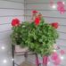 Molly Raines - Facebook