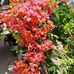 Molly Ramlal - Facebook