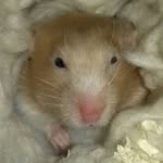 molly randall - @candy_syrian_hamster18 - Instagram