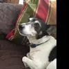 Zappa the dog - @mollyrichmond271 - TikTok