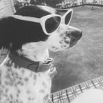 Molly Ringwald - @mollyringwalddog - Instagram