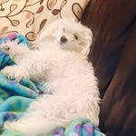 Molly Ringwald - @mollyringwaldthedog - Instagram