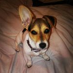 molly ringwald🐶🐾 - @mollyringwald_ - Instagram