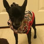 Molly Ringwald Grammer💍👑 - @mollyringwald.the.dog - Instagram