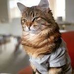 Molly Ringwald The Cat - @mollyringwaldthecat - Instagram