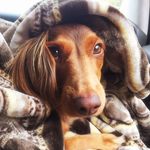 Molly Ringwald the Dachshund - @ourlittleredhead - Instagram