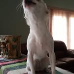 molly robles dog - @molly_is_my_dog_ - Instagram