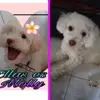 Molly Robles Gorel - @kerenyuminroblesg7 - TikTok