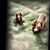 Molly&Roe🏴󠁧󠁢󠁳󠁣󠁴󠁿💙🫶🐾 - @debsthomson - TikTok