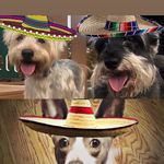 Charlie•Molly•Rudolph - @the_three_dogmigos123 - Instagram