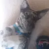 magicalwolf - @mollyrusso8 - TikTok