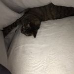Molly Salisbury💛 - @salisbury_pet17 - Instagram