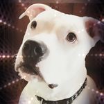 Molly Samson Sassoon - @nei_nei_and_his_mom - Instagram