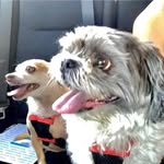 Molly & Sandy 🐶🐶 - @mollysandychronicles - Instagram