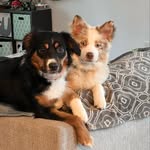 Molly x Sandy - @molly_sandy_theaussies - Instagram