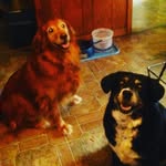 Molly,Sandy and other dogs - @molly_sandy_33m_ - Instagram