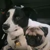 Sandy&Molly🐶 - @sandyanmolly01 - TikTok
