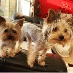 martino sauerbaum - @ally_y_molly_sauerbaum - Instagram