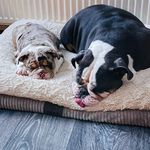 Molly&Saxon - @molly_and_saxon_oeb - Instagram