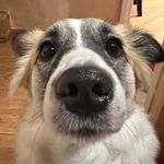 Molly 🐶 - @molly_shepardmix - Instagram