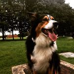 Molly The Australian Shepard - @molly_the_dog0507 - Instagram