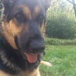 molly the german shepard - @thelifeofmollyy - Instagram