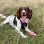 Molly✨ - @molly.springer.spaniel - Instagram