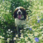 Molly Springer /Betsy Shihpoo - @molly_springer_betsy_shihpoo - Instagram