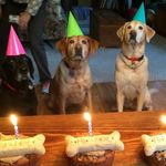 molly, jack, & heidi stringer - @dog_stringer - Instagram