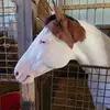 Molly Weeks - @mollyweeks3 - TikTok