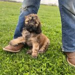 Mollie Sue Weiler - @mollie_sue_the_cockapoo - Instagram