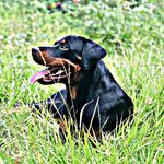 Molly 🐕‍🦺🐾 - @molly_the.rottweiler - Instagram