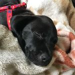 Molly Maria Reis - @mollybullyweiler - Instagram