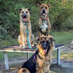 Molly, Wiley & Kingsley🐾💕 - @theperfectpaytonpups - Instagram
