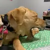 molly_ - @molly_wing - TikTok