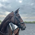 Molly Wing - @mollywingdressage - Instagram