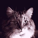 Molly Cat - @molly_winkles.xo.x - Instagram