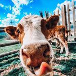 Molly Vanwinkle - @vanwinklemolly - Instagram