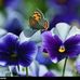 Mona Ash - Facebook